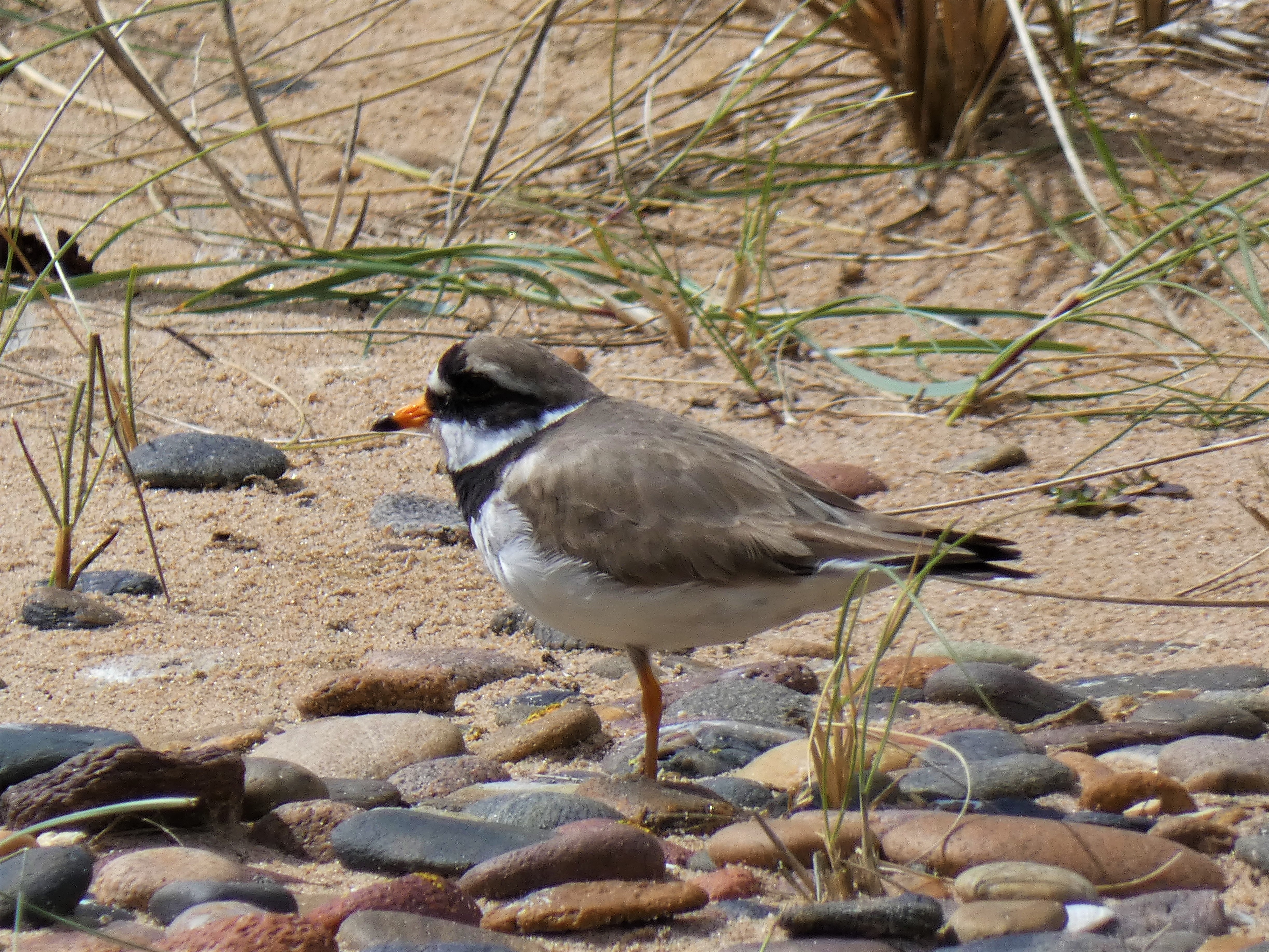 The little plovers that could — Chicago Piping Plovers